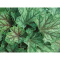Produktbild: Heuchera - Purpurglöckchen 
