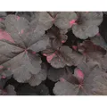 Produktbild: Heuchera - Purpurglöckchen 
