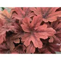 Produktbild: Heuchera/Heucherella - Purpurglöckchen 
