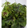 Produktbild: Heucherella / Heuchera  'Tapestry' - Bastard-Schaumblüte 'Tapestry', im Topf 12