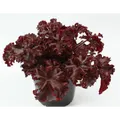 Produktbild: Heuchera 'Melting Fire' - Garten-Silberglöckchen, Heuchera micrantha 'Melting Fi