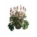 Produktbild: Tiarella 'Pink Torch' - Schaumblüte, winterhart, im Topf 12 cm - 12cm