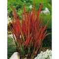 Produktbild: Japanisches Blutgras 'Red Baron' - Imperata cylindrica 'Red Baron', im Topf 12 c