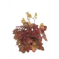 Produktbild: Heuchera Little Cuties 'Blondie' - Purpurglöckchen 'Blondie' im Topf 12 cm - 12