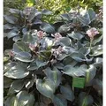 Produktbild: Funkie Touch of Class - Hosta cultorum