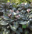 Produktbild: Funkie Touch of Class - Hosta cultorum