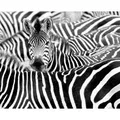 Produktbild: Rasch Digitaldruck African Queen III Zebra Schwarz-Weiß 3,00 x 3,71 m