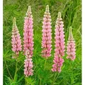 Produktbild: Gartenlupinie Nanus Gallery Rosa - Lupinus polyphyllus