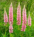 Produktbild: Gartenlupinie Nanus Gallery Rosa - Lupinus polyphyllus
