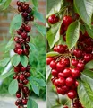 Produktbild: BALDUR Garten 2er Säulen-Kirschen 'Sylvia® & Helena®', Pflanzen im 3 Liter-Topf, Säulenobst, Kirschbaum winterhart, platzsparende Säulen für kleine Gärten, Balkone & Terrassen, Prunus avium