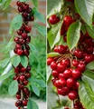 Produktbild: BALDUR Garten Obstpflanze Säulen-Kirschen 'Sylvia® & Helena®', 2 St., Selbstbefruchtend, winterhart, mehrjährig, essbar