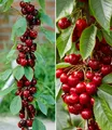 Produktbild: Säulen-Kirschen 'Sylvia® & Helena®', 2 Pflanzen Säulenobst, Kirschbaum