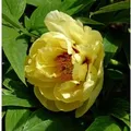 Produktbild: Strauchpfingstrose Hai Huang - Paeonia suffruticosa