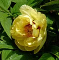 Produktbild: Strauchpfingstrose Hai Huang - Paeonia suffruticosa - lebende Gartenpflanze aus den Baumschulen