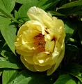 Produktbild: Strauchpfingstrose Hai Huang - Paeonia suffruticosa