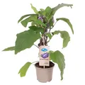 Produktbild: Auberginenpflanzen 'Pick-&-Joy® Aubergine', Topf-Ø 14 cm, 2 Pflanzen