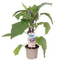 Produktbild: Auberginenpflanzen 'Pick-&-Joy® Aubergine',  Topf-Ø 14 cm, 2 Pflanzen