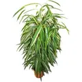 Produktbild: Exotenherz Ficus Binendijkii Alii Langblättrige Birkenfeige Königssäule 17cm Topf