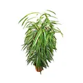 Produktbild: Ficus binendijkii 