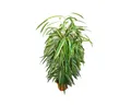 Produktbild: Exotenherz Zimmerpflanze Ficus binendijkii Alii langblättrige Birkenfeige Königssäule 17cm Topf