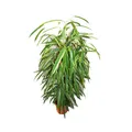 Produktbild: Ficus binendijkii 