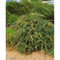 Produktbild: Berberis Candidula Jytte Immergrüne Berberitze 25–30 cm