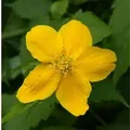 Produktbild: ungefüllter Ranunkelstrauch 40-60cm - Kerria japonica