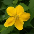 Produktbild: ungefüllter Ranunkelstrauch 40-60cm - Kerria japonica