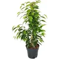 Produktbild: Exotenherz Ficus Benjamini Anastasia im 17cm Topf