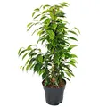Produktbild: Ficus benjamini 