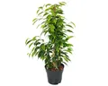 Produktbild: Exotenherz Zimmerpflanze Ficus benjamini 