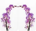 Produktbild: WENKO Herd-Abdeckplatte Universal Modell Orchideenblüte, Glas, (Set, 2 tlg), Herdabdeckung für alle Herdarten, kratzfest, mit rutschfesten Füßen