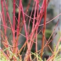 Produktbild: Roter Hartriegel 125-150cm - Cornus sanguinea