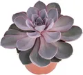 Produktbild: Echeveria Perle von Nürnberg - grosse Pflanze im 12cm Topf