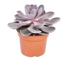 Produktbild: Exotenherz Echeveria Perle Von Nürnberg Grosse Pflanze im 12cm Topf