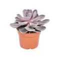 Produktbild: Exotenherz Kaktus Echeveria Perle von Nürnberg - grosse Pflanze im 12cm Topf