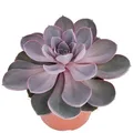 Produktbild: Exotenherz - Echeveria Perle von Nürnberg - grosse Pflanze im 12cm Topf