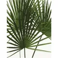 Produktbild: Komar Wandbild Palmtree Leaves 40 x 50 cm