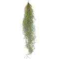 Produktbild: Exotenherz Exotenherz Feenhaar Louisiana-Moos Tillandsia Usneoides Hängende Tillandsie ca. 30-40cm Lang Pflegeleicht