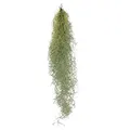 Produktbild: Exotenherz Exotenherz Feenhaar Louisiana-Moos Tillandsia usneoides hängende Tillandsie ca. 30-40cm lang pflegeleicht