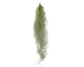 Produktbild: Exotenherz Zimmerpflanze Feenhaar Louisiana-Moos Tillandsia usneoides hängend ca. 30-40cm lang