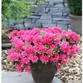Produktbild: Japanische Azalee Canzonetta 25-30cm - Rhododendron obtusum - Zwerg Alpenrose