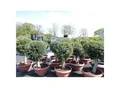 Produktbild: Bonsai Kugel Olivenbaum 140 - 170 cm knorrige urige Olive winterhart Olea Europaea Ölbaum