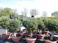 Produktbild: Bonsai Kugel Olivenbaum 140-170 cm knorrige urige Olive winterhart Olea Europaea