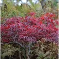 Produktbild: Hochstamm Japanischer Schlitzahorn Red Dragon 100-125cm - Acer palmatum