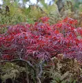Produktbild: Hochstamm Japanischer Schlitzahorn Red Dragon 100-125cm - Acer palmatum - lebende Gartenpflanze aus den Baumschulen