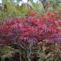 Produktbild: Hochstamm Japanischer Schlitzahorn Red Dragon 100-125cm - Acer palmatum