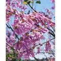 Produktbild: Paulownia Tomentosa Blauglockenbaum 150–200 cm