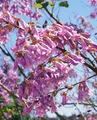 Produktbild: Pflanzen für Dich Baum Paulownia tomentosa, 1 St., Blauglockenbaum, Kaiserbaum, Kaiser-Paulownie, schnellwachsend, violettblühend