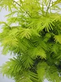 Produktbild: Hochstamm Chinesisches Rotholz Gold Rush - Metasequoia glyptostroboides - 125cm + Krone